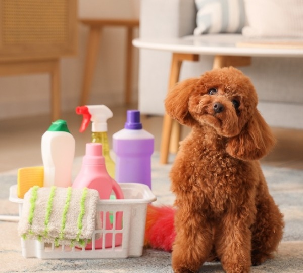 Пыльца и кошки не при чем: 10 предметов в доме, которые могут вызывать аллергию