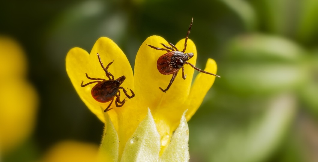 Почему после укуса клещей нельзя полагаться только на иммуноглобулин?