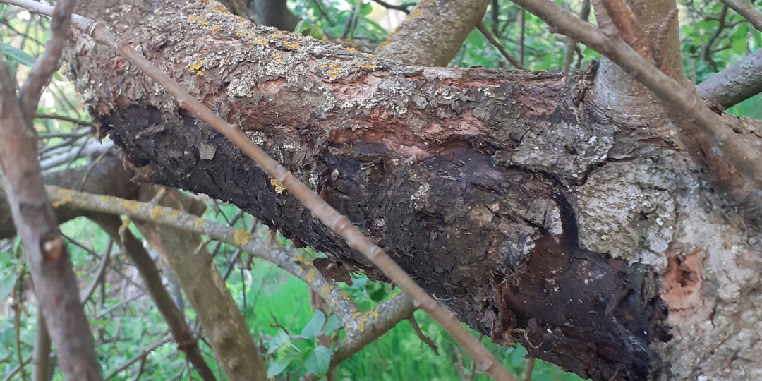 Что делать, если дерево не проснулось?