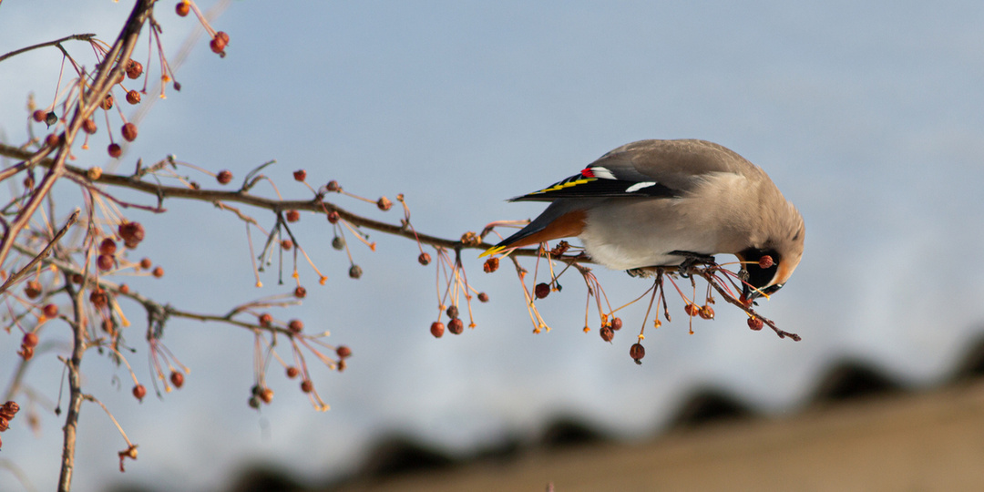 Последняя неделя апреля в Новосибирске будет сокращённой