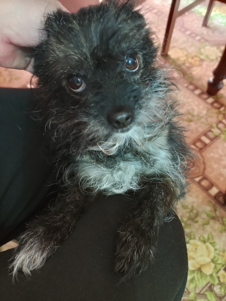 Боня, лапки на колени мне сложила