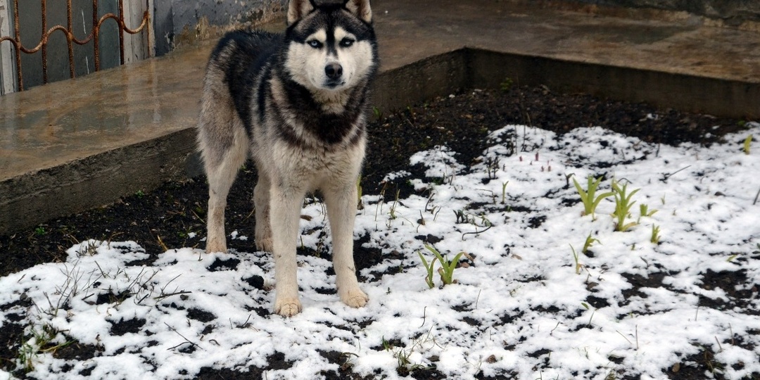 Как подготовить собаку к дачному сезону