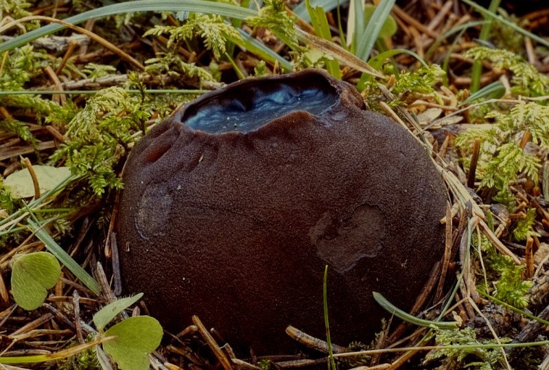 Полный список краснокнижных грибов с фото: за сбор этих грибов вас могут даже посадить