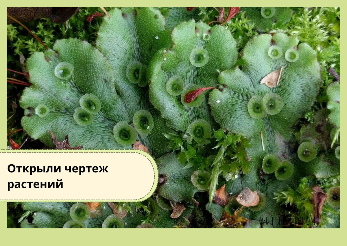 печёночник Marchantia polymorpha
