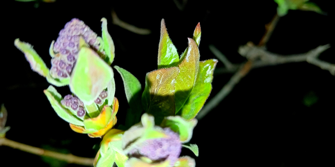 ВЕЧЕРНЯЯ ПРОГУЛКА. ЗАКАТ И МОРЕ ЦВЕТОВ.