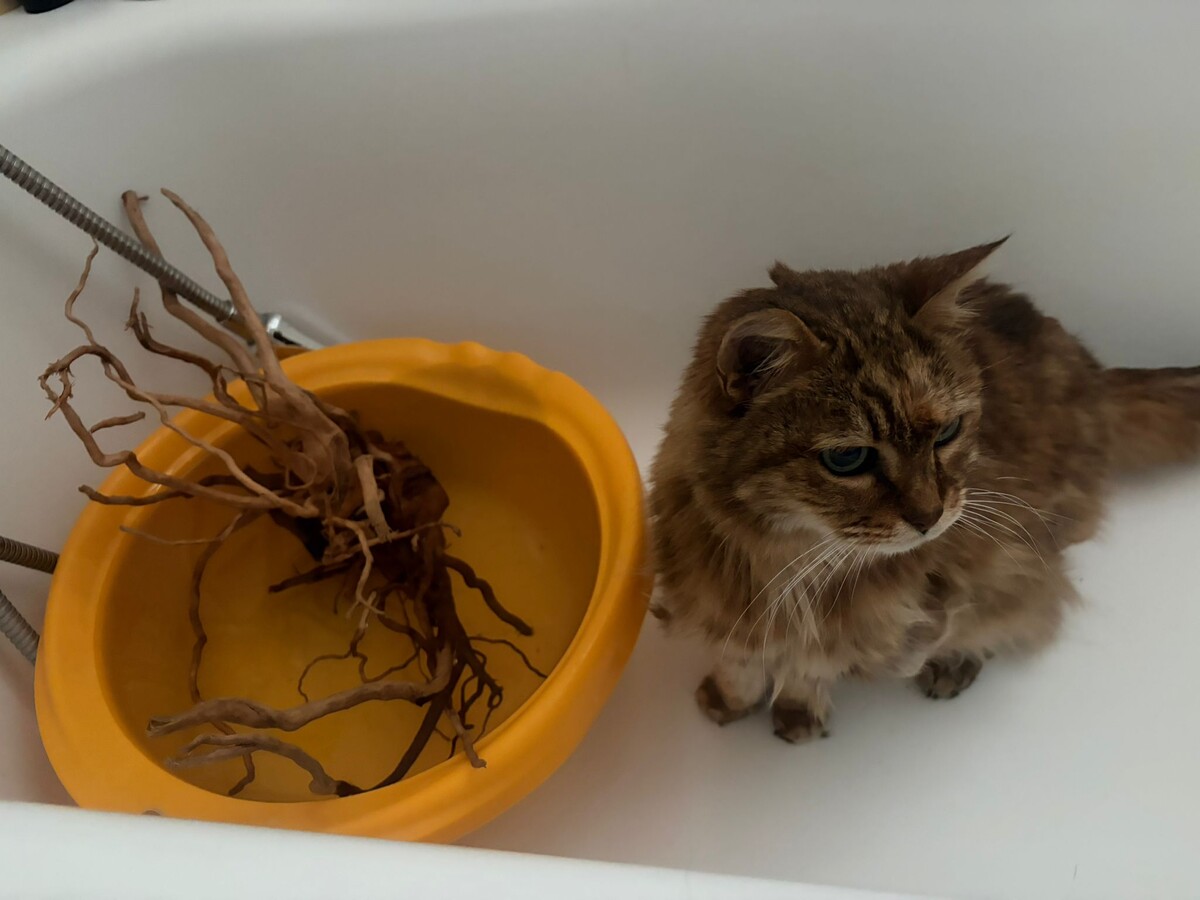 Кот-акваскейпер : "Скейп на троечку. Коряга хорошая, но композиция завалена. Переделывай!"