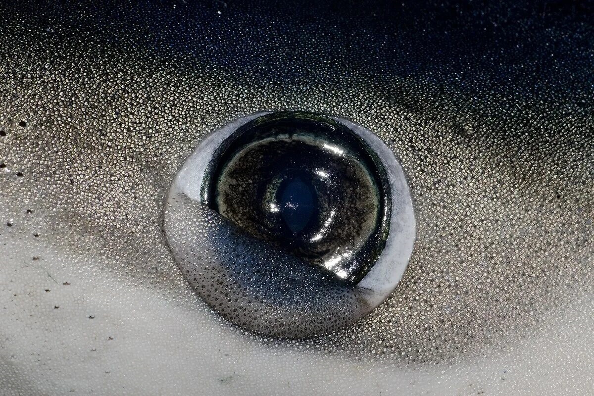 Фото с сайта: https://commons.wikimedia.org/wiki/File:Nictating_membrane_of_a_blue_shark.tiff