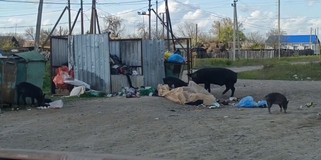 Под Астраханью дикие кабаны разгуливают по улицам