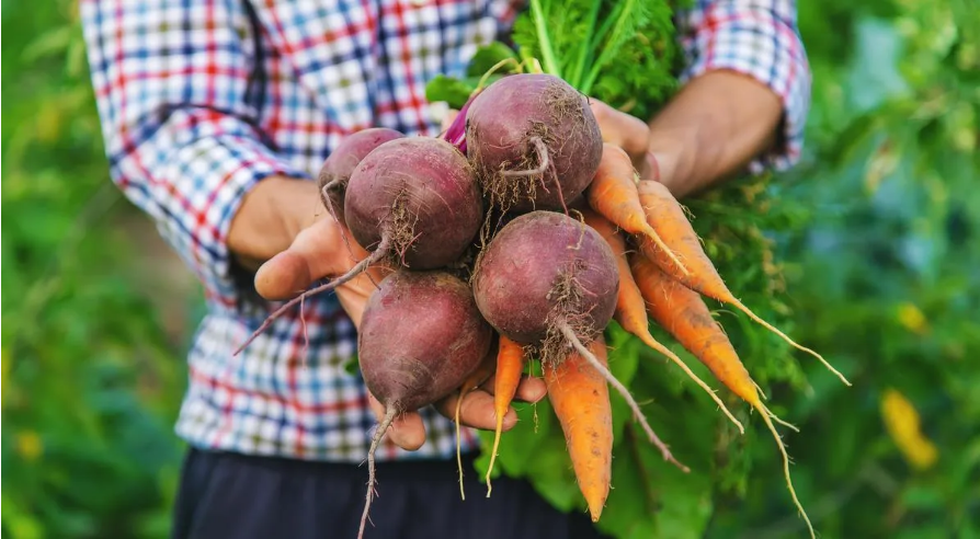 Свёкла и морковь — простая поддержка внутренних процессов переработки