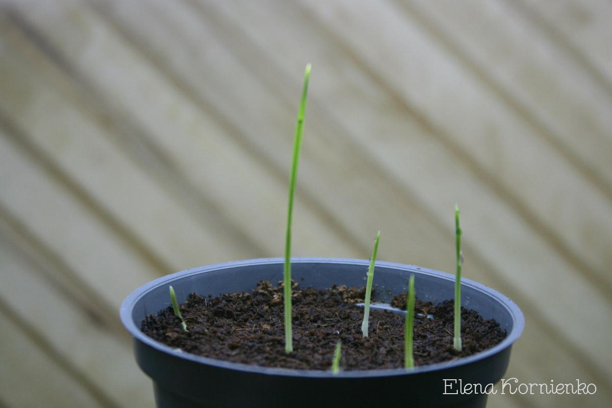 Первые сеянцы веерной нитчатой пальмы Вашингтония. 
