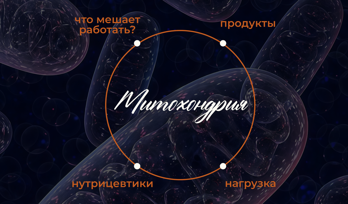 Обложка для поста на тему митохондрии поддержка, нутрицевтики 