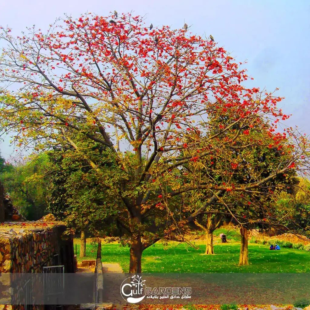 Фото из сети.  Bombax ceiba. Спасибо. https://gulfgardens.co.th/bombax-ceiba-red-silk-cotton-tree/