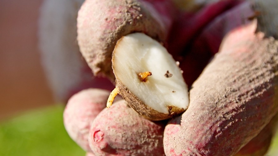 Вот так выглядит картофель, когда проволочник хозяйничает в земле давно и без помех