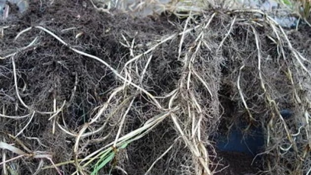 Корневища пырея с живыми почками — даже маленький обрезок даст новый росток. Сжигаю, не оставляю на участке