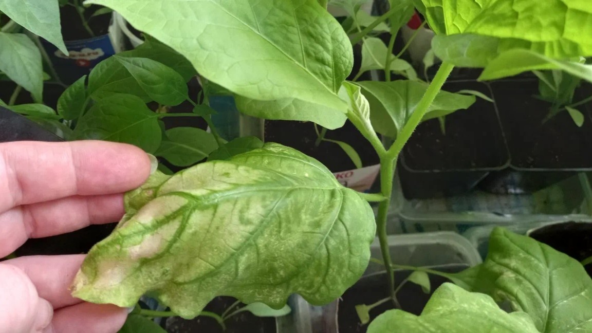 Желтизна на нижних листьях — не всегда нехватка питания. Чаще дело в условиях.