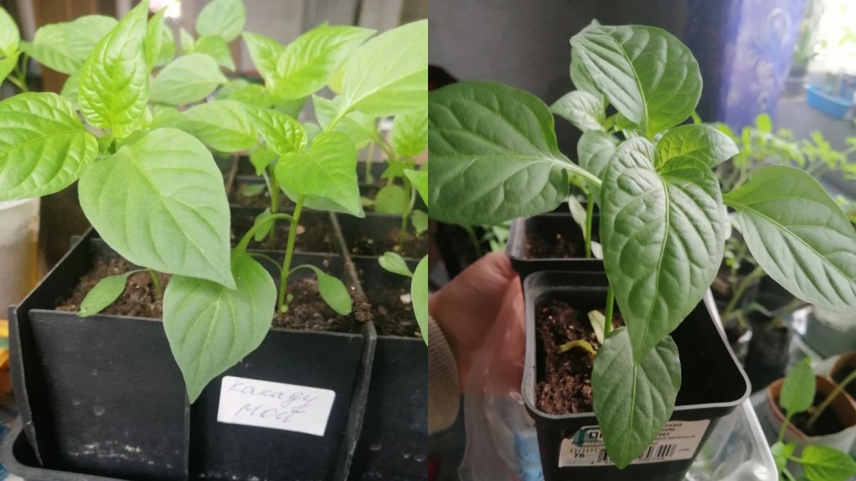 Столик у окна решает проблему тесноты лучше, чем любая досветка