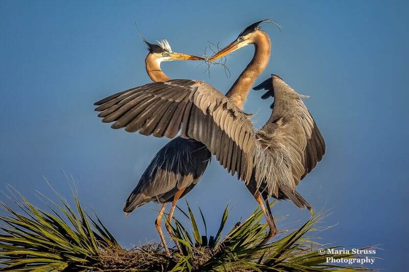 Это голубые цапли. При чем тут они? а вот кто читал "Увидимся в августе", то знает))