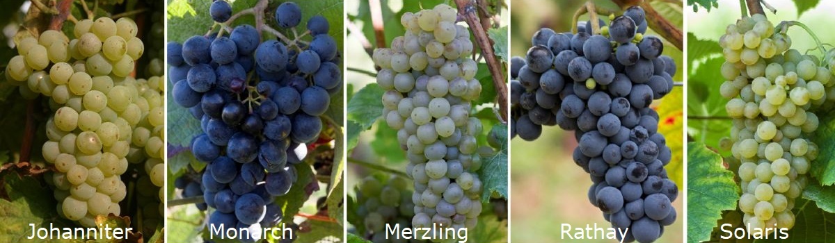 Гибридные сорта винограда - PIWI