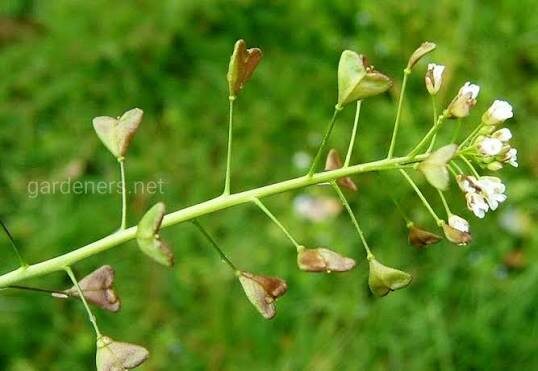 Пастушья сумка