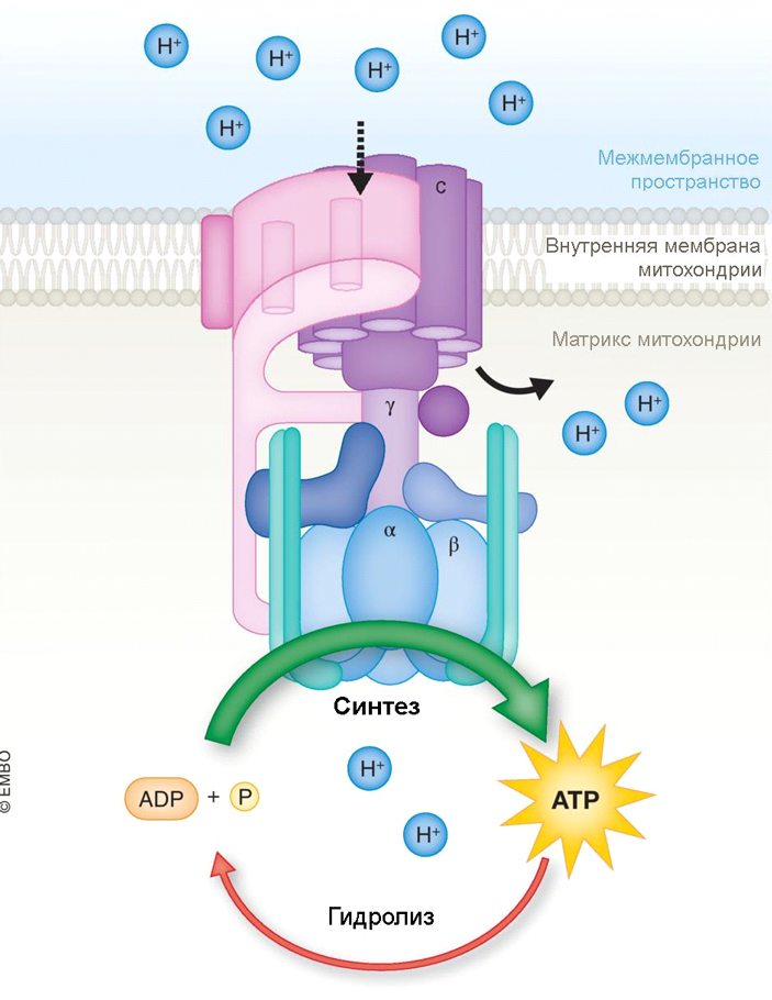 Механизм действия АТФ-синтазы