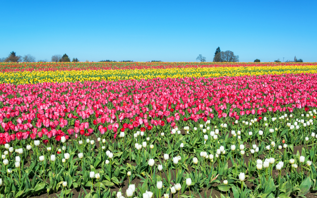  Фото: envato.com
