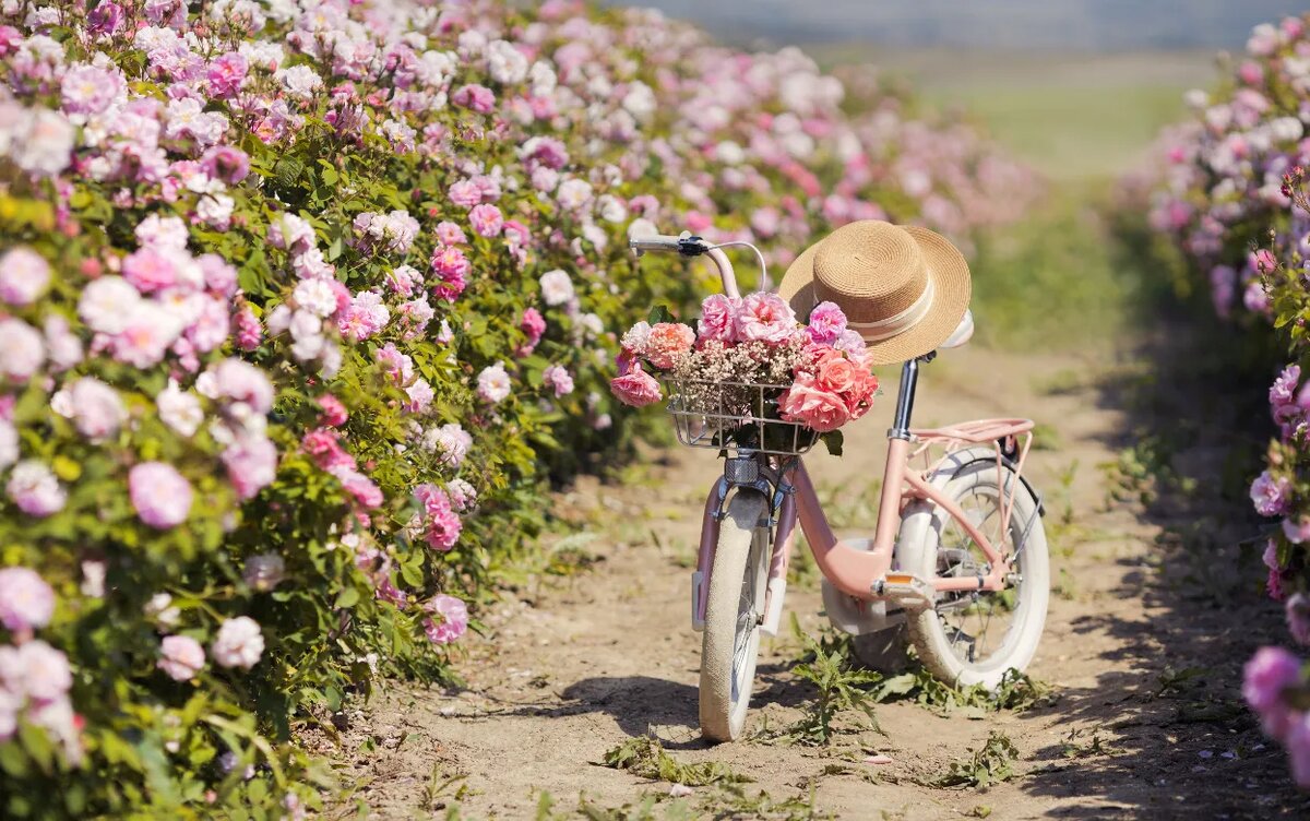    Как в Голландии, но в России: 8 мест с цветущими полями, которые сводят туристов с ума