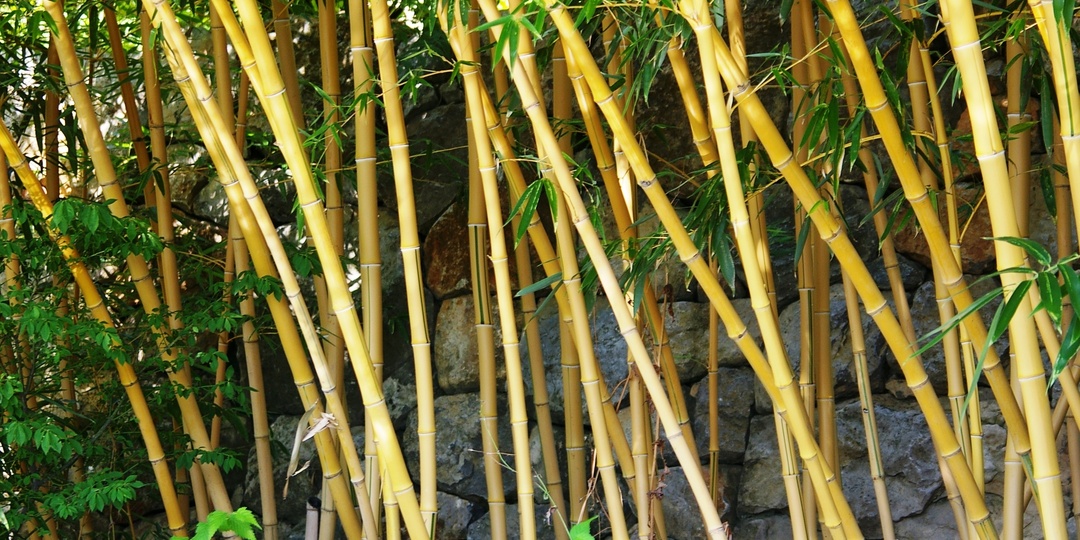 Экзотические бамбуки и возможность их выращивания в России