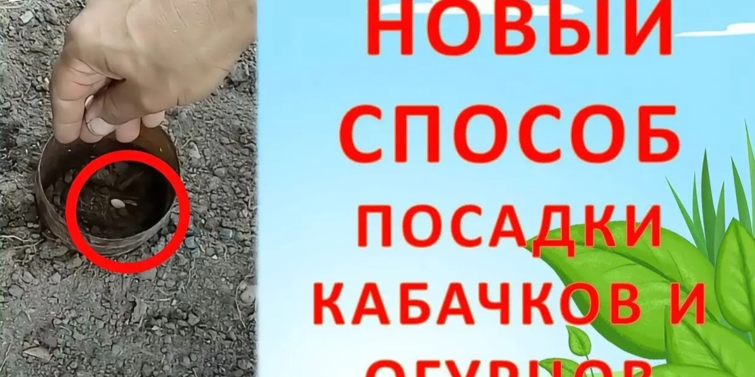 Почему я сажаю кабачки только так: метод с пластиковой бутылкой