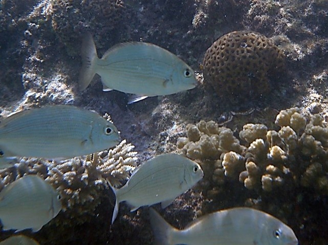 Морские Караси