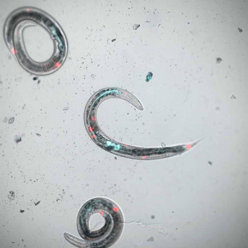 Микроскопическое изображение червей C. elegans, помеченных флуоресцентными метками, демонстрирующее изменения в работе кишечника, нервной системы и мышц в эксперименте CBIOMES. Фото: NASA 