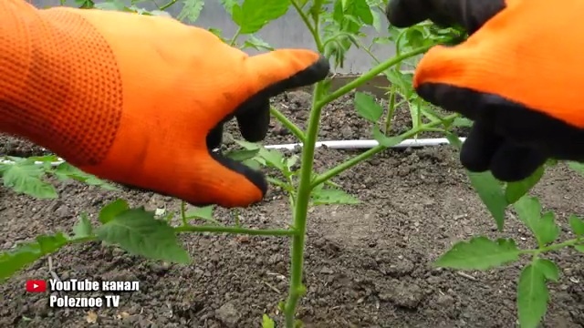 Ошибка, из‑за которой вы теряете урожай томатов (и как её избежать)