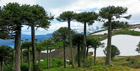 Араукария бразильская