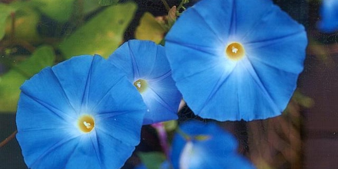 Смотри, что сеешь: дачникам наполнили о 19 запрещённых растениях