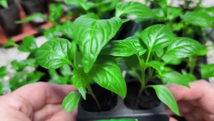 Картинка из интернета.