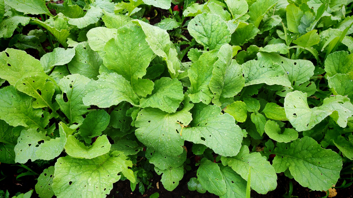 Вот так выглядит грядка, которая ещё не знает, что её ждёт. Густо — не значит хорошо