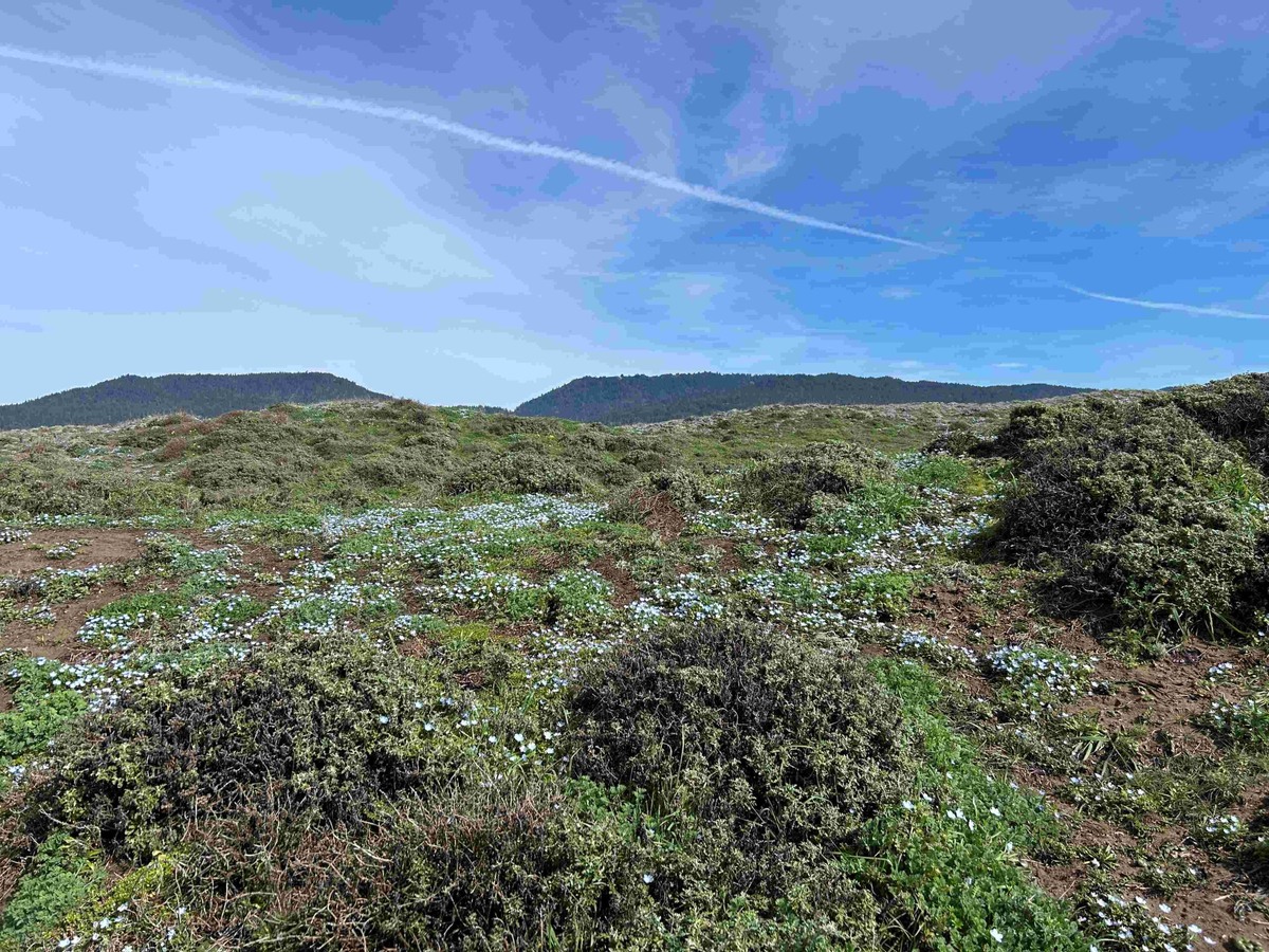 Поля немофилы в Калифорнии. Фото: mendonomasightings