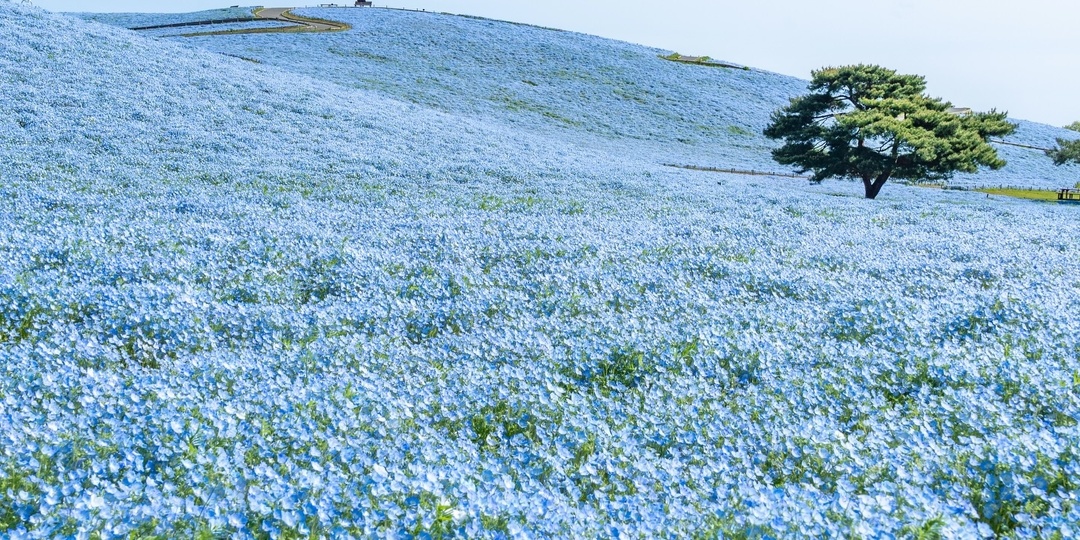 Океан на земле: как калифорнийский сорняк стал весенним символом Японии