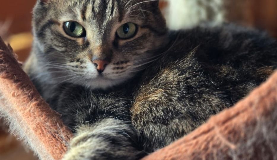 Фортуна, кошечка, у которой нет шансов пристроиться
