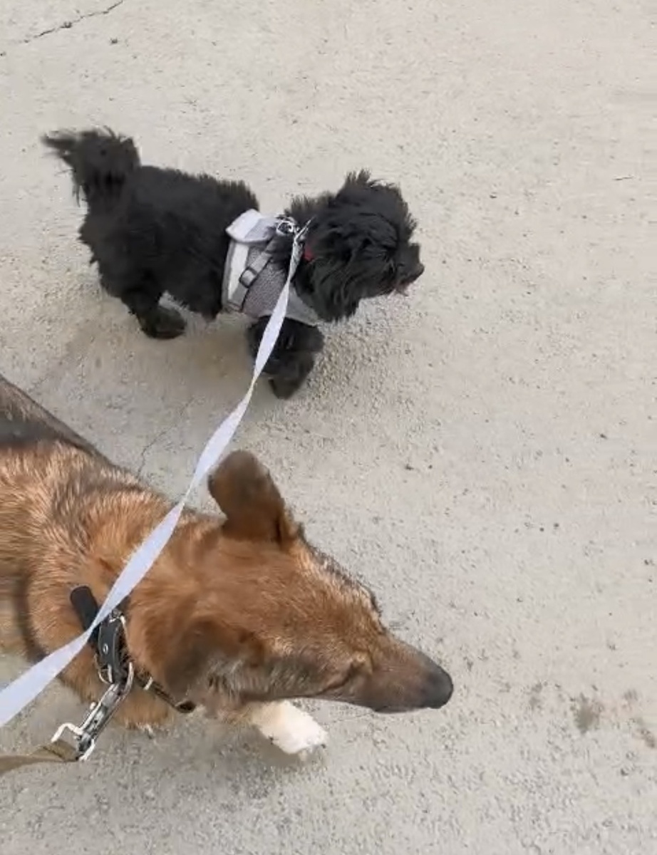 Всем стоять!! Бояться!!😁