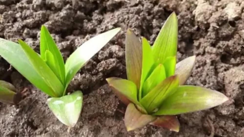 Вот так выглядят ростки лилий, когда пора начинать действовать — упустишь этот момент, и стебель потом не выправить.