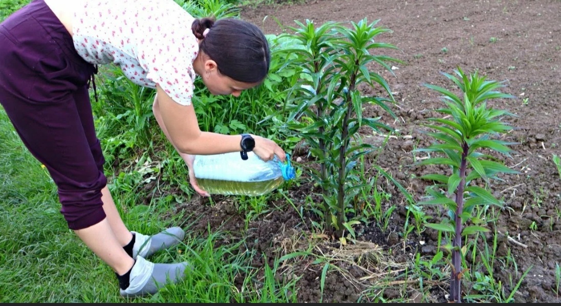 Полив небольшими порциями, но чаще — именно так стеблевые корни получают нужную влагу в верхнем слое почвы.