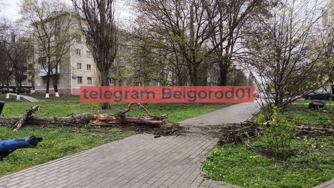    Поваленные деревья на Садовой, 116 и 118А   «Telegram-канал „Белгород №1“»