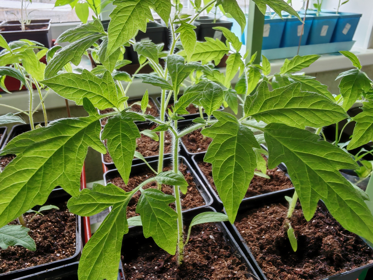 моя рассада томатов