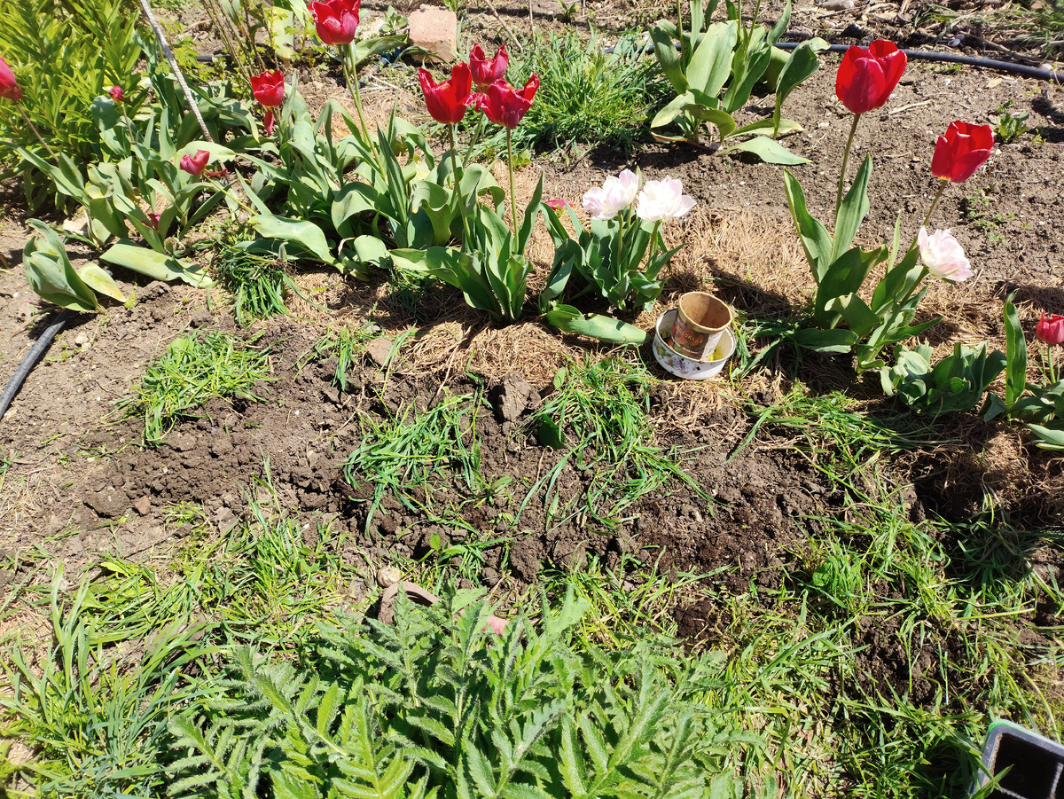 Там, где пучки травы, мальва )) От солнца жаркого прикрыла