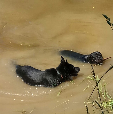 Где купать собаку, чтобы не бежать к ветеринару? Чек-лист для ответственного владельца