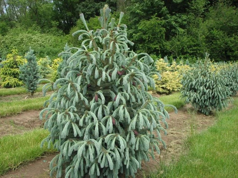 Фото создателя сорта - американского питмника buchholznursery.com