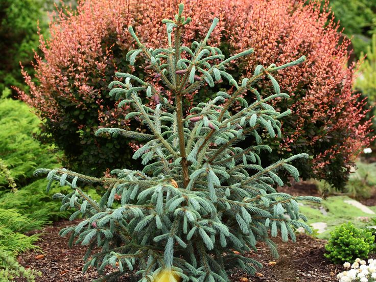 Источник: coniferkingdom.com 
