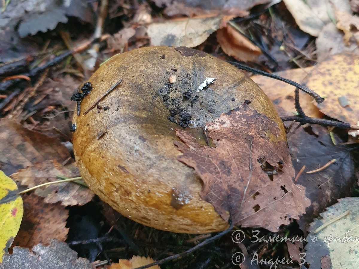 Груздь чёрный (Lactarius necator).  Фото автора 28.09.2024