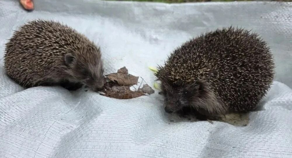 Сотрудники администрации Ленобласти спасли двух ежиков во время субботника