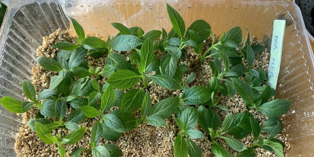 Почему не получается укоренить метельчатые гортензии почкой – 1 ошибка портит всё